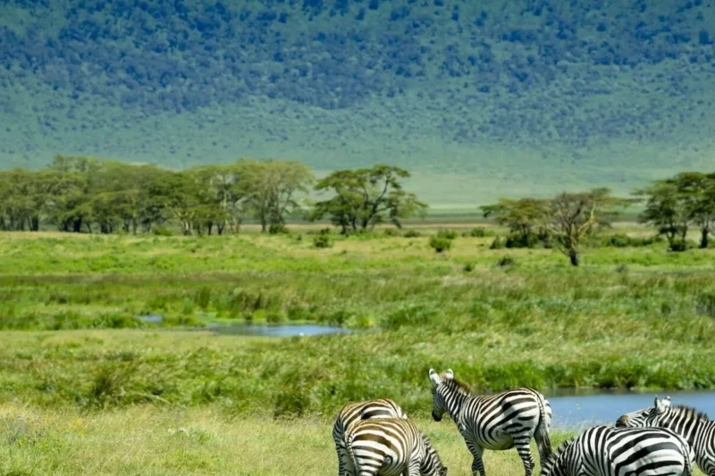4-day Tanzania Safari extension: two northern parks