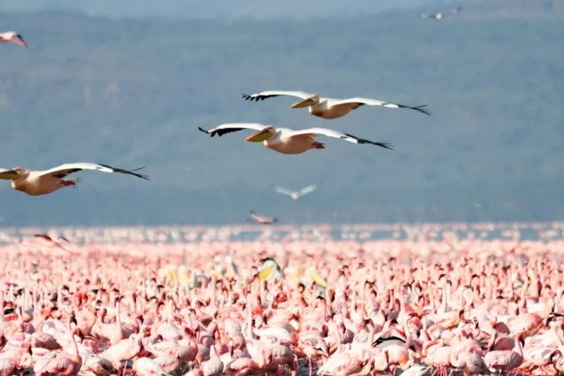 5-day Tanzania Safari extension – three northern parks
