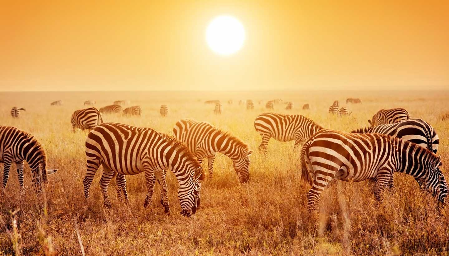 Zebras herd on African savanna at sunset. Zebras herd on savanna at sunset, Africa. Safari in Serengeti, Tanzania