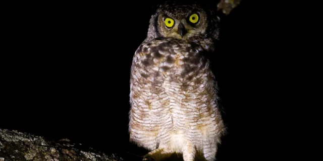 Night game drive in Mikumi National Park