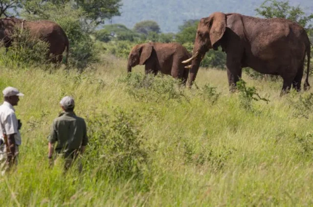 Walking safari in Nyerere National Park