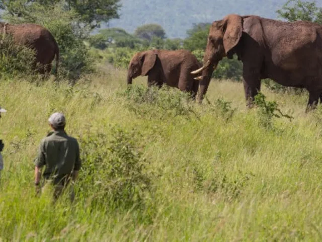 Walking safari in Nyerere National Park