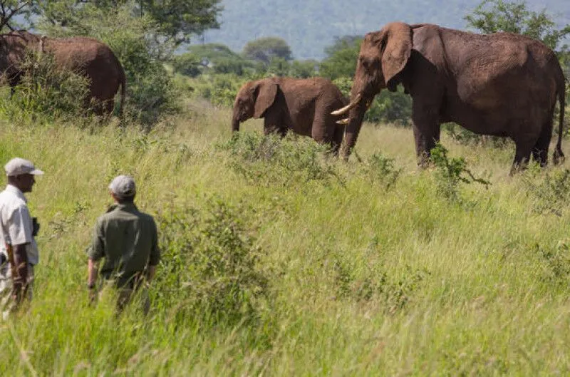 Walking safari in Nyerere National Park